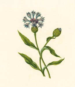 Blåflaskekorn, Centaurea Cyanus (fargelitografi) av English School