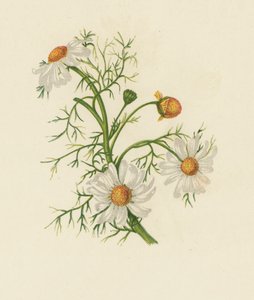 Maisfeberfew, Pyrethrum Inodorum (farge litho) av English School