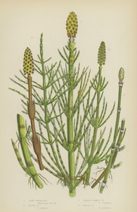 Mais kjerringrokk, grov kjerringrokk, glatt naken kjerringrokk, Marsh Horsetail (farge litho) av English School