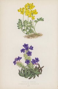 Små kroner; Lithospermum Prostratum (farge litho) av English School