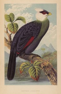 Corythaix Leucolopha (lito) av English School