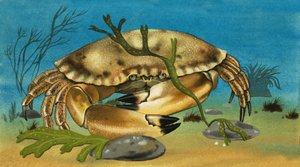 Krabbe av English School