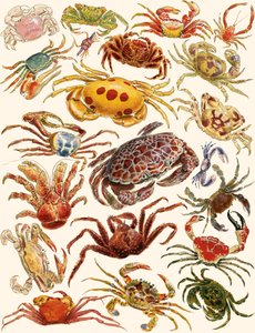 Krabber av English School