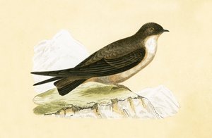 Crag Swallow, illustrasjon fra 