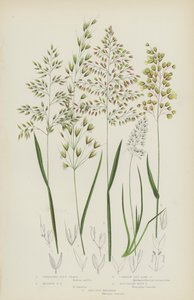 Krypende mykt gress, mykt enggress, havre som gress, nordlig hellig gress, Crested Koeleria (farge litho) av English School