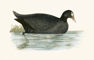Crested Coot, illustrasjon fra 