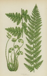 Crested Fern (farge litho) av English School