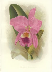 Crimson Cattleya av English School