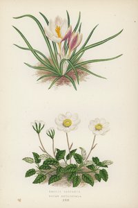 Krokus Boryanus; Dryas Octopetala (fargelitografi) av English School