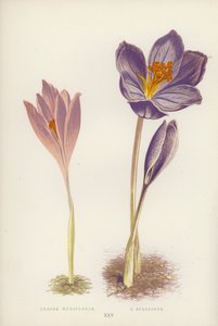 Krokus Nudiflorus; C Speciosus (farge litho) av English School