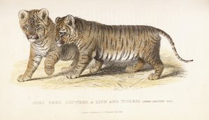Unger avlet mellom en løve og tigress, tre måneder gamle, 1827-1835 av English School