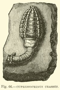 Cypressocrinus av English School
