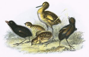 Curlew, Land Rail, Partridge og Moor Høne (med klokken)