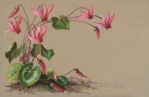 Cyclamen av English School