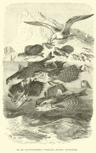 Dactylopterus Volitans, Flying Gurnards av English School