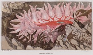Dahlia Wartlet (fargelitografi) av English School
