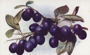 Damson, «Det glade været» (fargelitografi) av English School