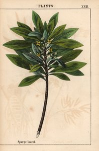 Daphne laureola eller Spurge-laurel   , fra "The Instructive Picturebook, or Lessons from the Vegetable World," [Charlotte Mary Yonge], Edinburgh av English School