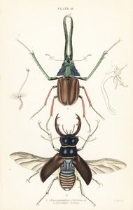 Darwins hjort, Grants hjortebille eller den chilenske hjortebille, Chiasognathus grantii 1, og den europeiske hjortebille, Lucanus cervus av English School