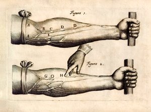 De Motu Cordi, satt Sanguinis i Animalibus