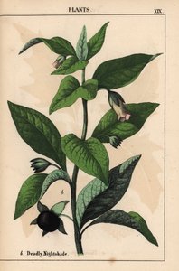 Dødelig nattskygge   , fra "The Instructive Picturebook, or Lessons from the Vegetable World," [Charlotte Mary Yonge], Edinburgh av English School