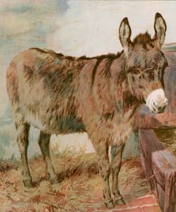 Kjære gamle Neddy av English School