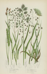 Decumbent Heath Grass, Common Quaking Grass, Small Quaking Grass, Groft Cocksfoot Grass … (farge litho) av English School