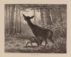 Hjort og rådyr (gravering) av English School