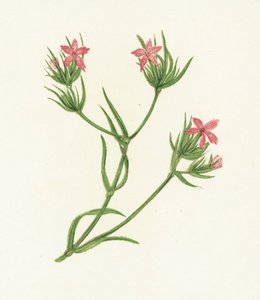 Deptford Pink, Dianthus Armeria av English School