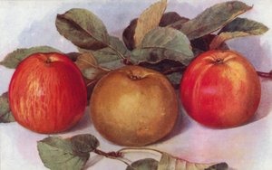 Dessertepler (farge litho) av English School