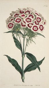 Dianthus Barbatus Bearded Pink, pub. 1792 håndfarget gravering. av English School