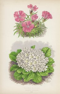 Dianthus Glacialis; Primula Nivalis (farge litho) av English School