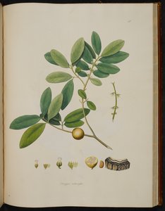 Diospyros melanoxylon, fra 'Plants of the Coast of Coromandel' av English School