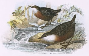 Dipper av English School