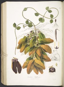 Dischidia Rafflesiana, plate 142 fra 