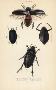 Dykkerbille, Dytiscus halvedii 1, vanlig hvirvelbille, Gyrinus svømmer 2, Cyclous vittatus 3 og stor sølvvannbille, Hydrophilus piceus 4 av English School