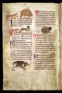 Hund som jager et piggsvin, rev som jager en kanin, katt som jager en mus osv., engelsk bestiarium, tidlig på 1200-tallet (vellum) av English School