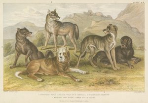 Hunde und Wölfe (Farbgravur)