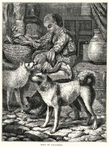 Dogs of Palestine (gravering) av English School