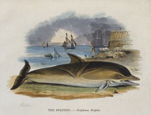 Delfin på land, 1823 (fargegravering) av English School