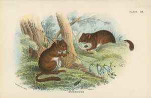 Dormus av English School