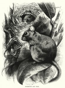 Siebenschläfer und Nest (Gravur) von English School