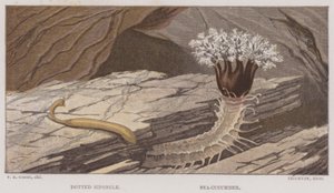 Stikket siponkel, sjøagurk (farge litho) av English School