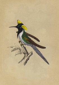 Dobbel-kummet kolibri (farge litho) av English School
