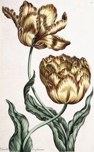 Dobbelt banner, 1759 av English School