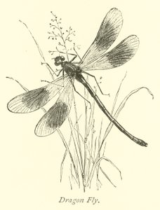 Dragon Fly av English School