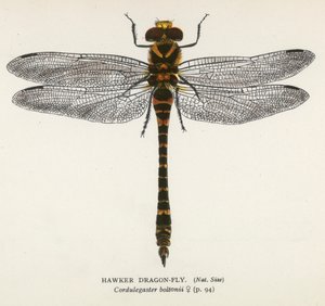 Øyenstikkere: Hawker Dragon-Fly (fargelitografi) av English School