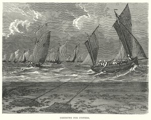 Mudring etter østers (gravering) av English School