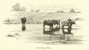 Drikkested av English School