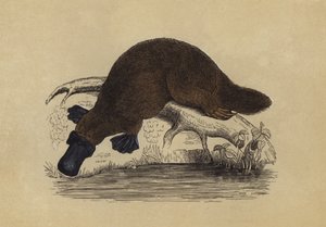 Ande-nebb platypus (fargelitografi) av English School